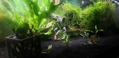 So the Java Moss has been growing at an impressive rate, once again managing to over-take over 60 pe