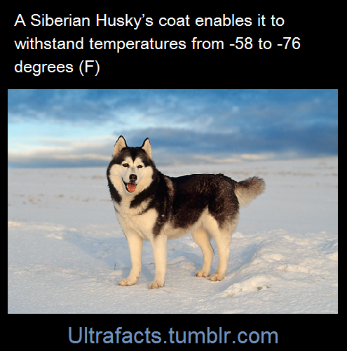 ultrafacts:  (Fact Source) Follow Ultrafacts for more facts 