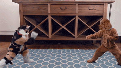 severelyfuturisticharmony: When the owner is not at home, there has been a violent
