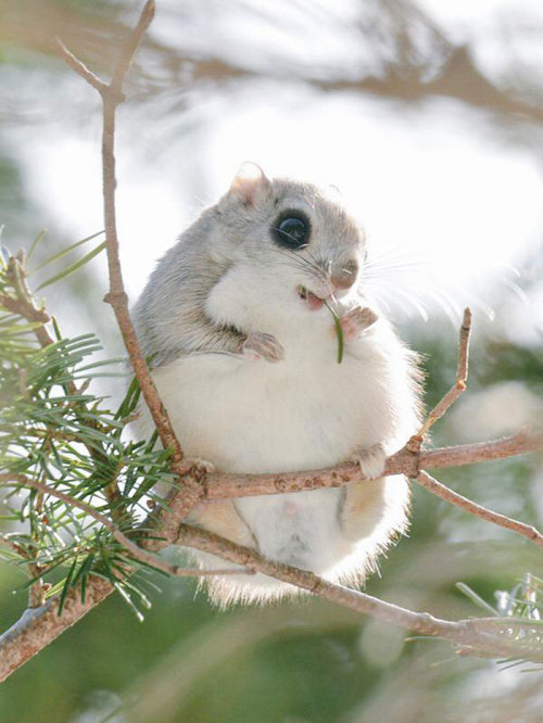 awesome-picz: Japanese And Siberian Flying Squirrels Are Probably The Cutest Animals On Earth.