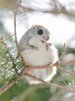 archiemcphee:  Meet the newest mascot for the Department of Impossible Cuteness: the Ezo momonga, Siberian flying squirrels that live on the northernmost Japanese island of Hokkaido (historically known as Ezo). With their huge dark eyes, long whiskers,