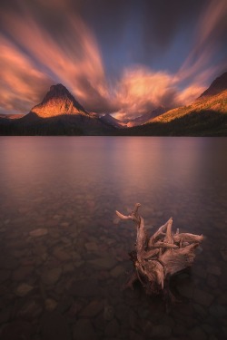 fascinating-nature:    Stumped by Nagesh Mahadev  