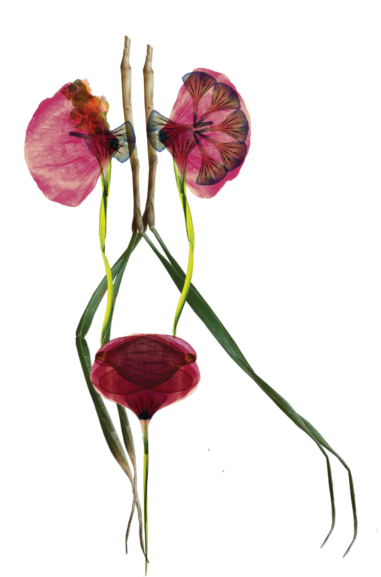 cla-r:  anatomie florale génitale // projet d'expression plastique 2014