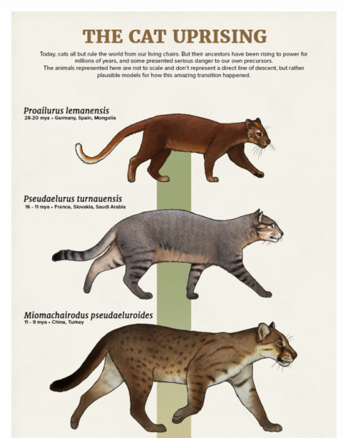 paleoart:Evolution Series: The Cat UprisingToday, cats all but rule the world from our living chairs