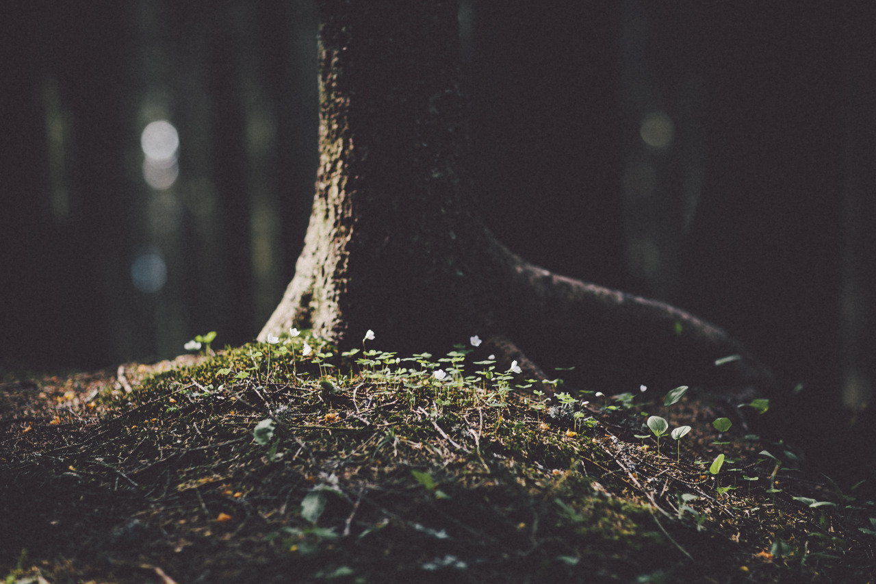 eartheld:  sidestroke:  sidestroke:     all nature  mostly nature 