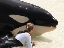 derkademented:  rubyshimmer:  (via deadniggastorage, trucktrace-deactivated20110509-) Free Willy and all captive Killer Whales!  