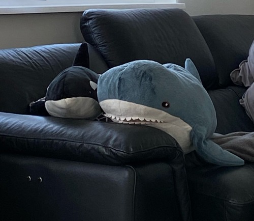 How Are You ? Do You Have Cool Shark Facts To Tell ??