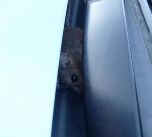 On the way home from school today I spotted a mouse! Outside on the front of the car in where the wi