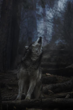 ancientdelirium:  (via Howl by Jeff Shumaker)