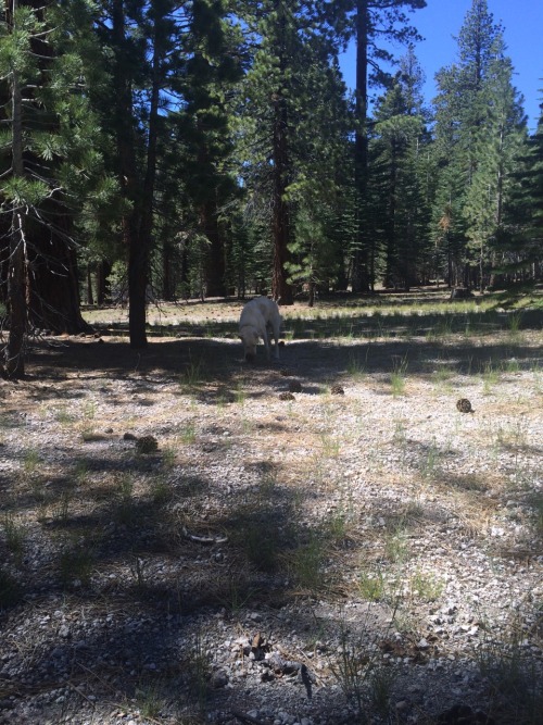 light-scales:He plays fetch with pinecones.