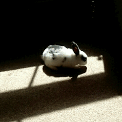 pickle-pippa:  How adorable is Pie stretching out in the sun!? 😍 🐇 🌻