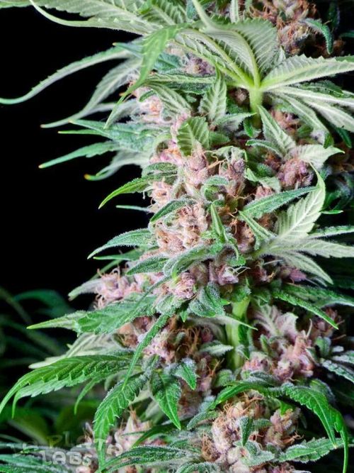 Light up & toke away