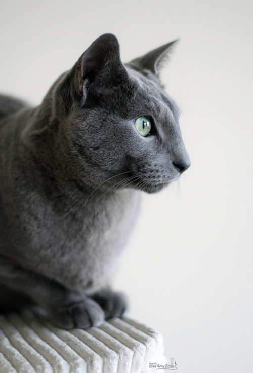 russian blue