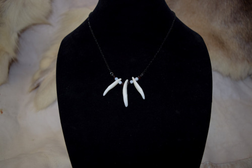 dead-dogma:Multiple variations of coyote teeth necklaces, available with silver tone or black chain 