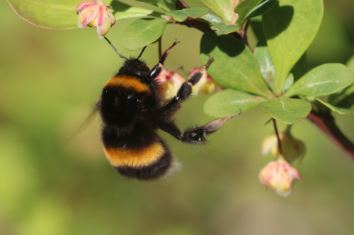 Bumblebee/humla. Vrmland, Sweden (May 17, 2020).