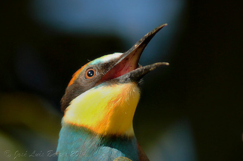 European Bee-eater (Merops apiaster) &gt;&gt;by José Luís Barros (1|2)