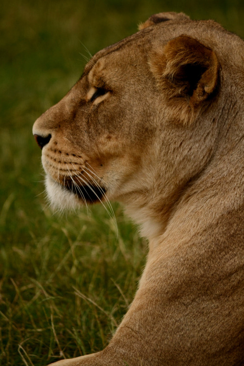 African Lion