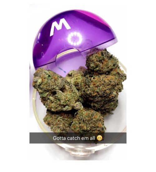 Caught some wild insane cookies at the shop today with my Master ball #smokemon http://ift.tt/29Ld6Q