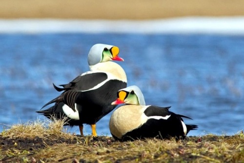 end0skeletal: The king eider (Somateria spectabilis) is a large sea duck that breeds along Northern 