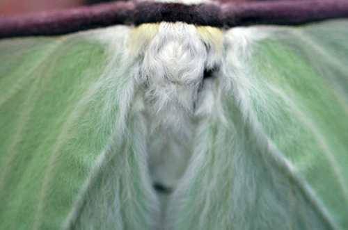 kittendrumstick: A few more, including some close-ups! And more photos of that pretty male moth.
