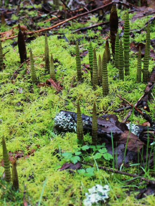 perle-glaciaire: bright-witch:  Estuary spring greens!  ♢ Print Shop ♢   Those look a lot like baby 