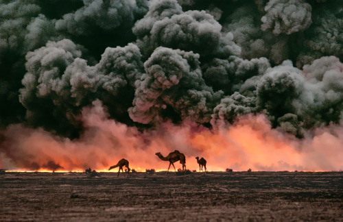 Photo by Steve McCurry   |   Kuwait   |   1991In the wake of the Gulf War, camels search for shrub