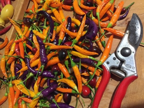 Pepper harvest. From about 4 plants growing in five gallon containers. Thai orange, purple Peruvian 