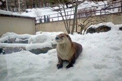 maggielovesotters:Otter has fun in the snow