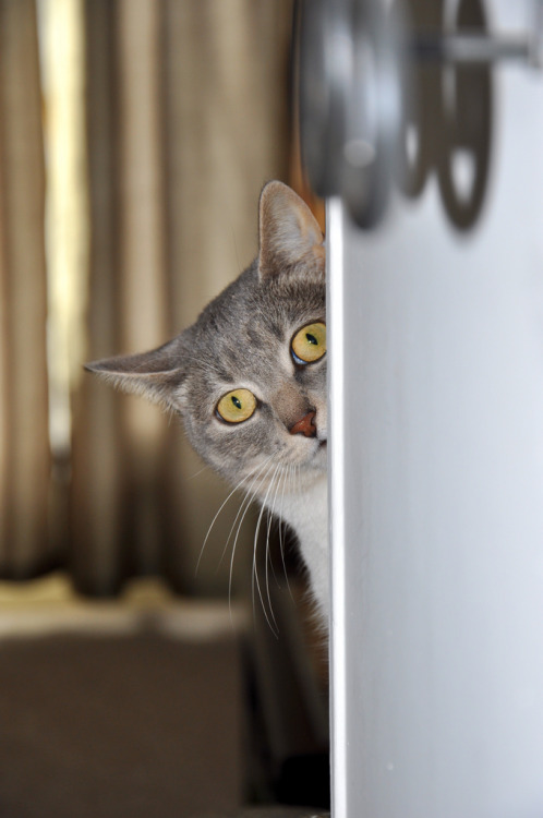 catsbeaversandducks:  “Hey, kid!… Psst!… Wanna buy some catnip?” (Please click on each photo for sources)