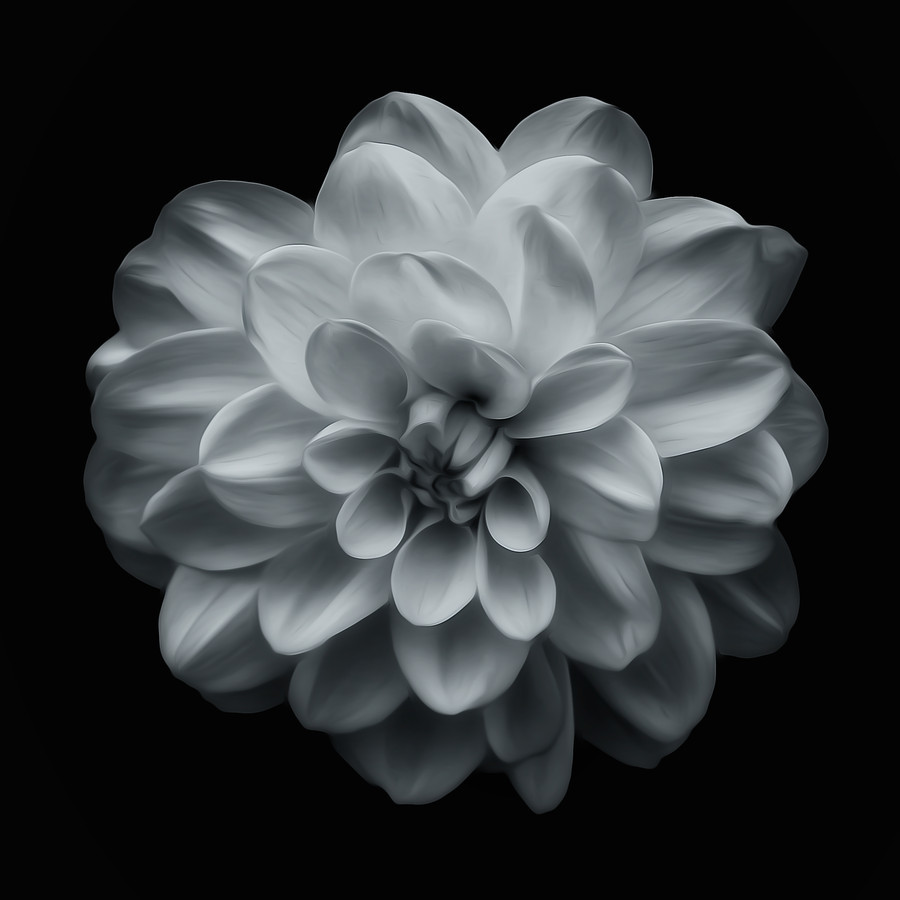 coffeenuts:  Dalia by Mariluz Rodriguez Alvarez - http://bit.ly/16MsBMR 