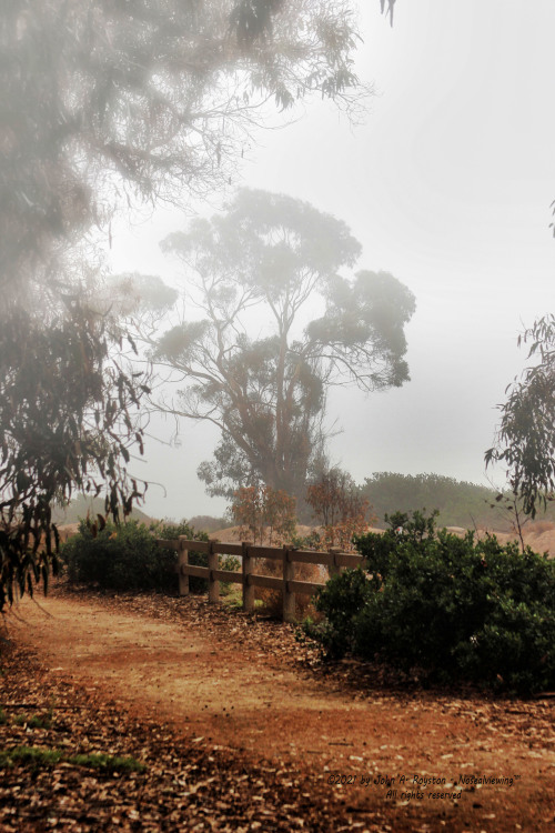 nosealviewing:Foggy Path©2021 by John A. Royston - Nosealviewing™ All rights reserved