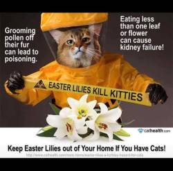 vederlicht:  korino21:  catloversplace:  this-isnotmy-cat:  Pass it on.  Follow Us For Cats!   Legit I just had this talk with my parents this morning. My day bought an Easter Lilly and I told him to get rid of it  Very important! Also important to note: