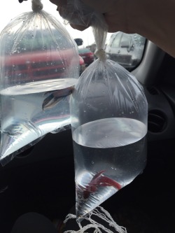 decayed-dreamz:  We bought fish today!!