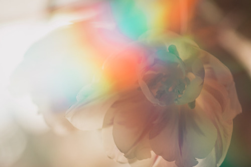 photosworthseeing:The effect of the rainbow colours makes this flower shot even more beautiful and g