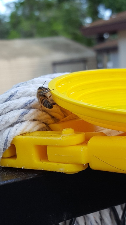 I forgot to post these from last Monday; I saved a bee at work and gave him sugar water. It&rsquo;s 