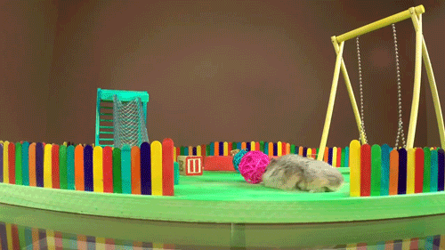 Tiny Hamster in a Tiny Playground  *—-*