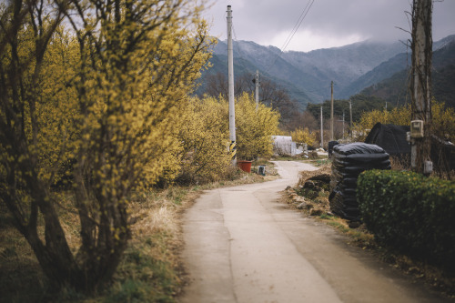 2022-03-20Spring, Cornus officinalis VillageCanon EOS R3 + RF50mm f1.2LInstagram  |  hwant