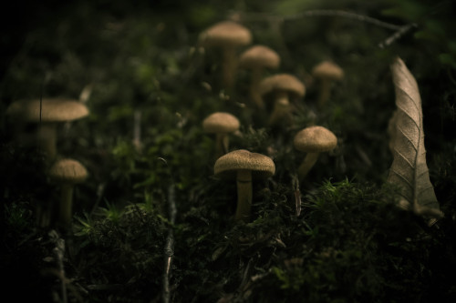 mossofthewoods: Autumn Mushrooms in Moss(Please do not remove credit)
