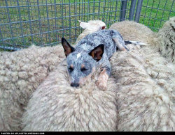 aplacetolovedogs:   An Australian Cattle