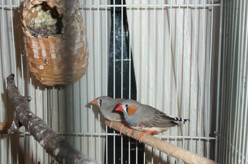 A few days ahead of schedule, but I moved widow Kay in with a bonded pair of finches I have. Kay’s been depressed and lonely since Kronk’s passing and only perked up when George - her brother - would sing through the bars.  So, I did the