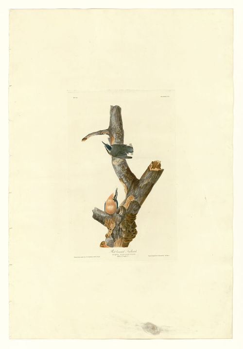 Plate 105 Red-breasted Nuthatch, John James Audubon