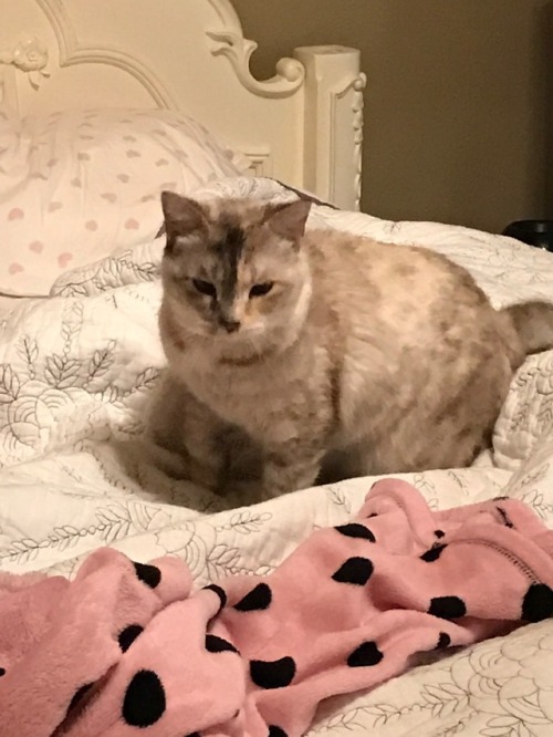 vanillabeanthecat:doing beanish things