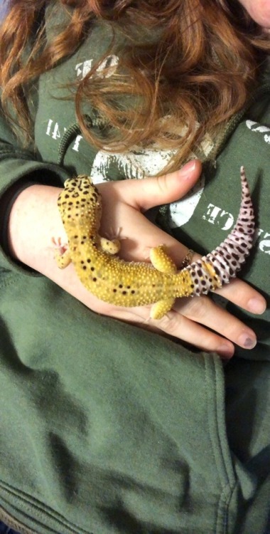 misscammiib:Photo shoot with my lizard who I will leave my massive -nonexistent- fortune with pt. 2