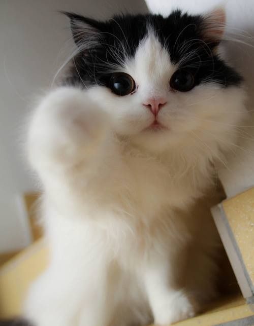 kittehkats:   Found on imgur.com