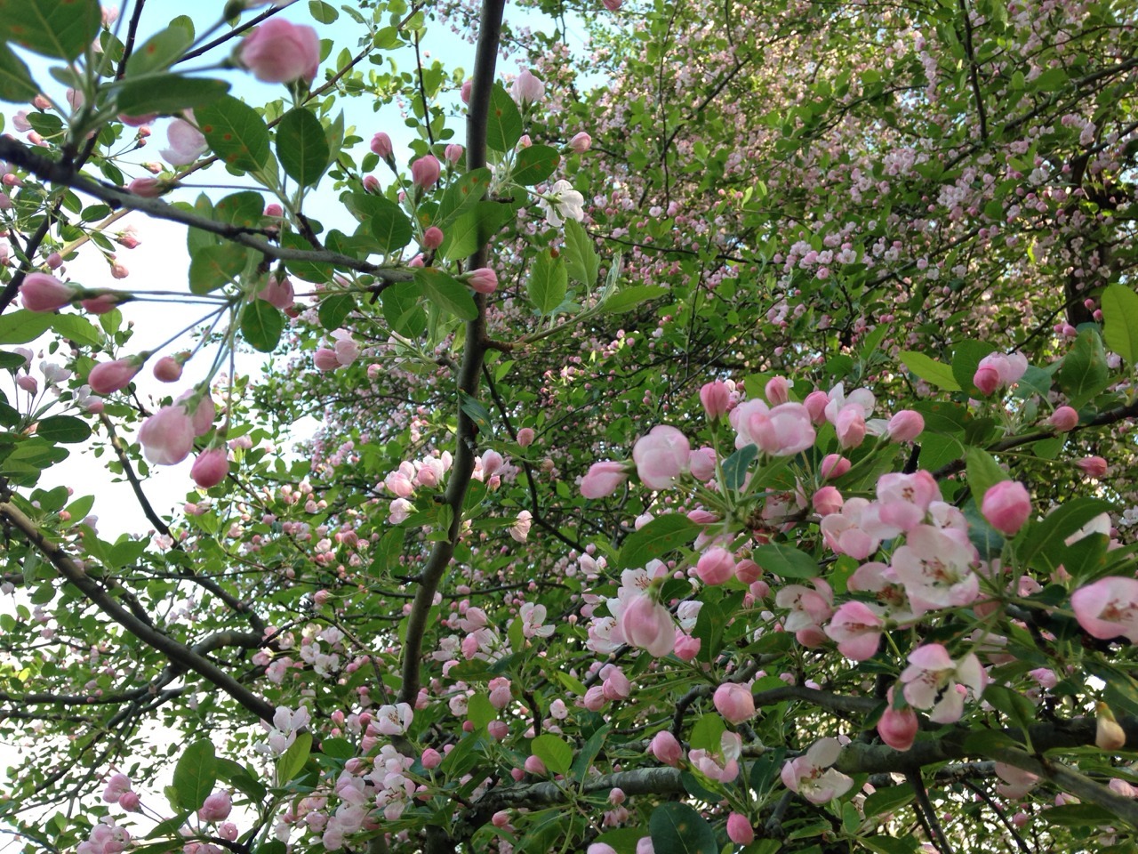 This is a Secret Garden