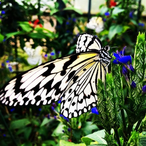 由布島で撮った蝶々。黄金のサナギもいたよ。#由布島 #植物園 #八重山諸島 (亜熱帯植物楽園由布島)https://www.instagram.com/p/BvGmojEHsrZ/?utm_sour