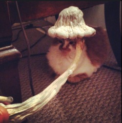 improviselife:mushroom hat for this mushroom cat 😸🍄💗