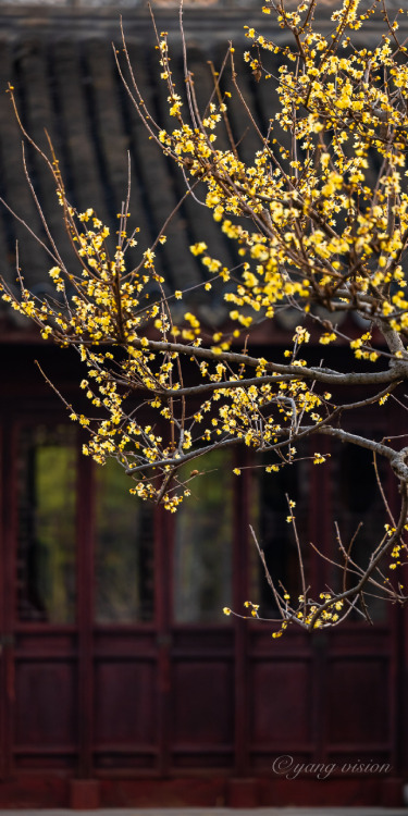 腊梅花 lamei/wintersweet (Chimonanthus praecox) by 影像视觉杨
