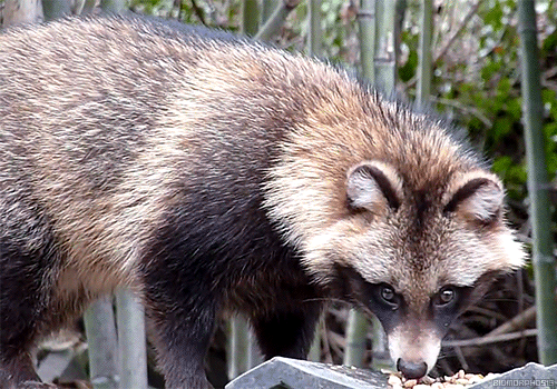 biomorphosis:Raccoon dogs look very similar to raccoons but have no genetic similarities between the