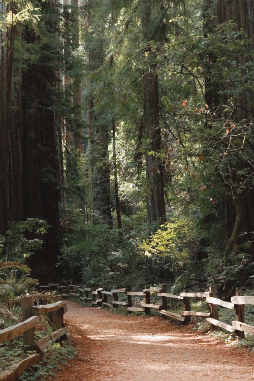 Redwoods are by far my favorite tree. After hiking for so many months in the mountains and foothills